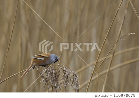 Male Bearded Tit 110978679