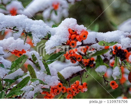 雪帽子をかぶったトキワサンザシの赤い実 雪帽子をかぶったトキワサンザシの赤い実 110978706