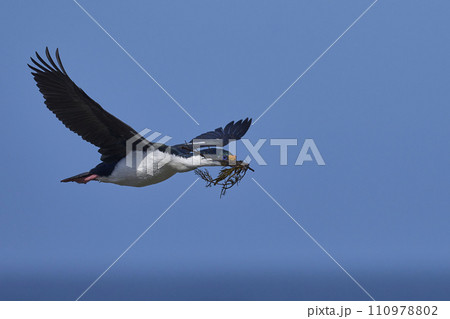 Imperial Shag in flight 110978802
