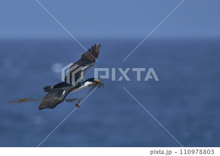 Imperial Shag in flight 110978803