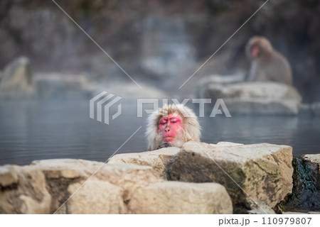 Japanese Snow monkey bath and nap on hot spring at Jigokudani Japanese Snow monkey bath and nap on hot spring at Jigokudani 110979807