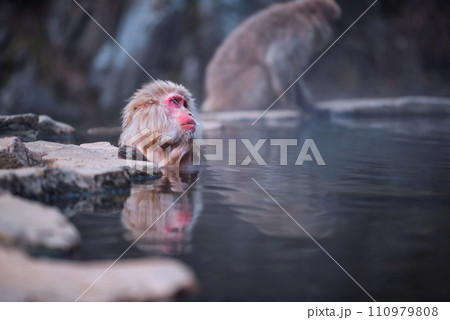Japanese Snow monkey Macaque bath and relax on hot spring onsen Japanese Snow monkey Macaque bath and relax on hot spring onsen 110979808