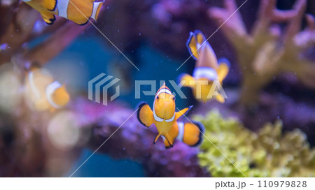 Closeup clownfish swim by coral reef at Bueng Chawak aquarium 110979828