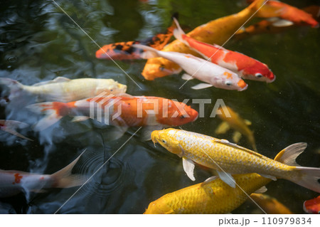 Colorful carp koi fish swimming in the pond Colorful carp koi fish swimming in the pond 110979834