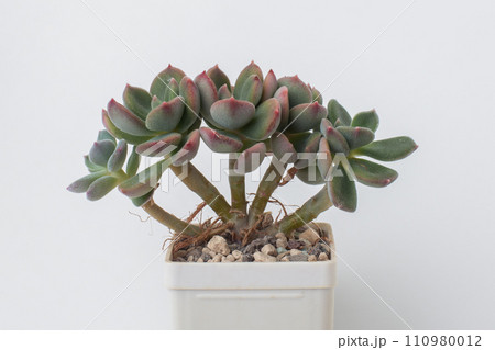 Succulent Echeveria Pilosa X Lauii houseplant in pot on white background 110980012