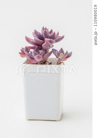 Succulent Echeveria Sugar Jelly flower in white plastic pot on white background Succulent Echeveria Sugar Jelly flower in white plastic pot on white background 110980019
