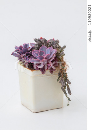 Echeveria Shaviana Pink Frills with sedum on white background 110980021