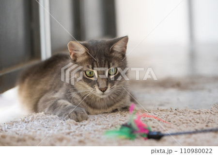 Gray hunting playing Cat with feather yarn wand toy indoor Gray hunting playing Cat with feather yarn wand toy indoor 110980022