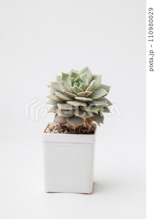 Natural Echeveria Ruzz houseplant in white plastic pot on white background Natural Echeveria Ruzz houseplant in white plastic pot on white background 110980029
