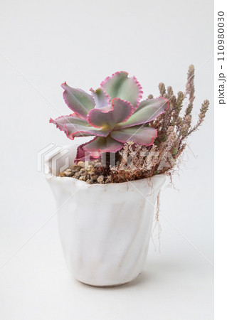 Rare Houseplant Succulent Echeveria Takasago No Okina flower rosette with Sedum Dasyphyllum major 110980030