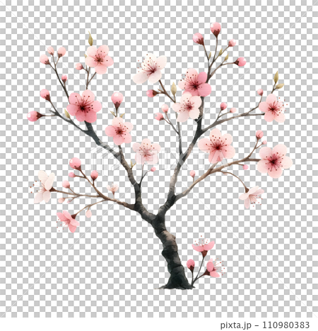 sakura tree isolated on white background 110980383