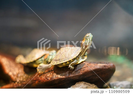 石の上で甲羅干しする亀 110980509