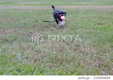 草 芝生 芝 110980699