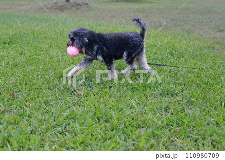 草 芝生 芝 110980709