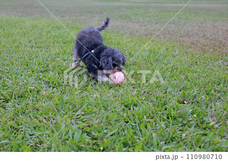 草 芝生 芝 110980710