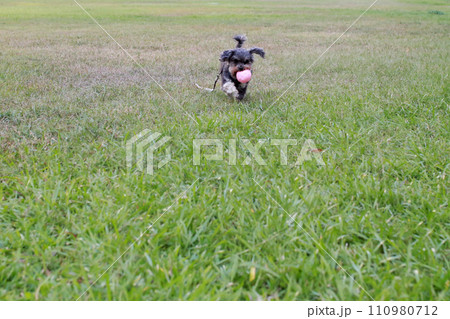 草 芝生 芝 110980712