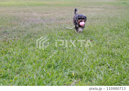 草 芝生 芝 110980713