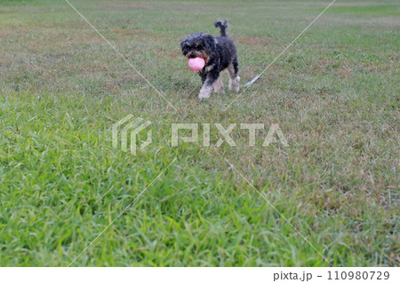 草 芝生 芝 110980729