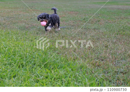 草 芝生 芝 110980730