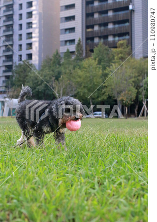 草 芝生 芝 110980747