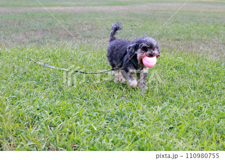 草 芝生 芝 110980755