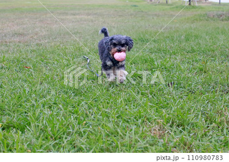 草 芝生 芝 110980783