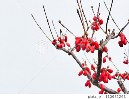 サンシュユの赤い実 110981268