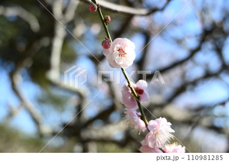 春の訪れを告げる梅の花 110981285