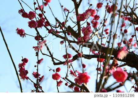 梅の花 梅の花 110981286