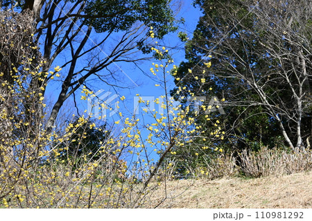 黄色い花をつけた梅の木 黄色い花をつけた梅の木 110981292