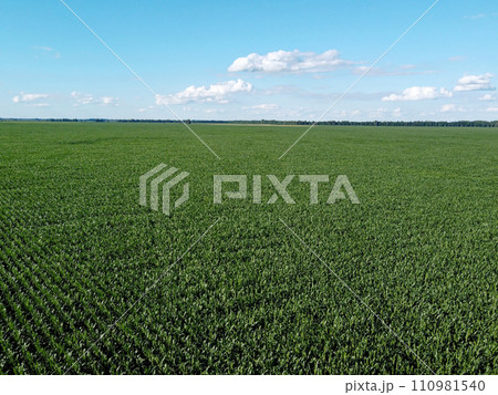 Huge cornfield on a sunny summer day, aerial view. Blue sky over green farm field, landscape. 110981540