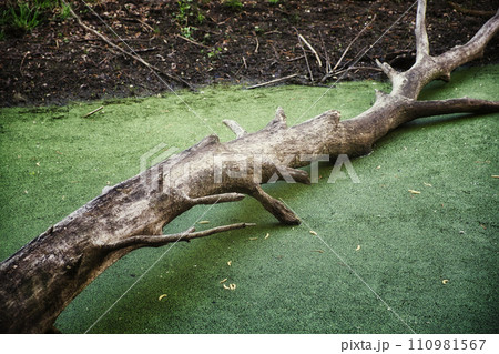 A dry, gnarled branch rests on a vibrant green surface. A dry, gnarled branch rests on a vibrant green surface. 110981567