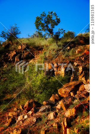 Sunlight illuminates the rocky landscape and the thriving green plants. 110981585