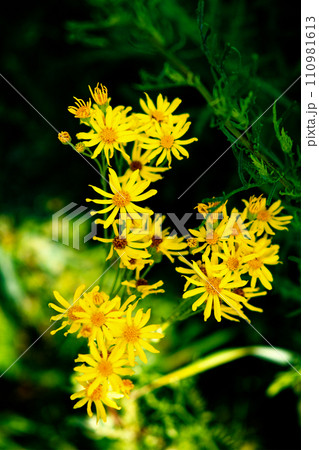The image features a cluster of vibrant yellow flowers with slender petals and a darker center, set against lush green foliage. The image features a cluster of vibrant yellow flowers with slender petals and a darker center, set against lush green foliage. 110981613