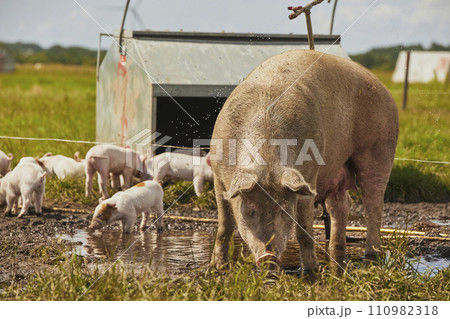 Eco pig farm in the field in Denmark 110982318