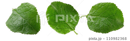 Green leaf isolated. Plum leaf on white background. 110982368