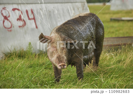 Eco pig farm in the field in Denmark 110982683