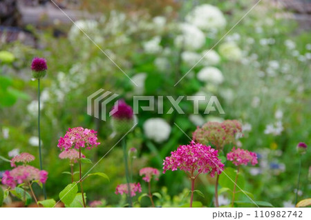 庭イメージ ピンクのアナベル 庭イメージ ピンクのアナベル 110982742