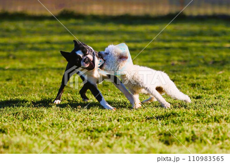 エリザベスカラーを付けてじゃれ合うトイプードルのベイリーとボストンテリアのマイティ♡ 110983565