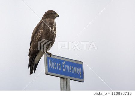 Common buzzard (Buteo buteo) 110983739