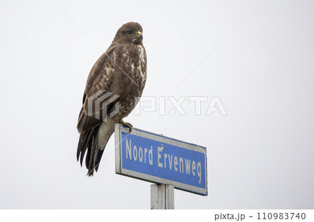 Common buzzard (Buteo buteo) 110983740