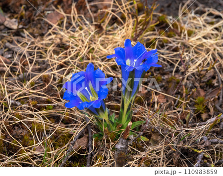 Wild bell flower spring background. 110983859