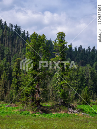 Two old huge green cedars on a sunny mountainside 110983861