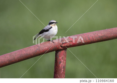 Male northern wheatear (Oenanthe oenanthe) at an iron fence Male northern wheatear (Oenanthe oenanthe) at an iron fence 110984160