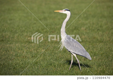 Grey heron (Ardea cinerea) in a meadow 110984470