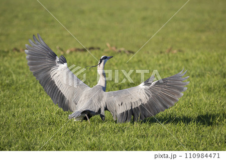 Grey heron (Ardea cinerea) with spreaded wings 110984471