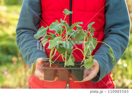 Cabbage seedlings in the hands of a person. Young cabbage. Summer in the garden 110985583