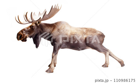 白背景のヘラジカ 110986175