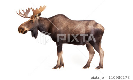 白背景のヘラジカ 110986178