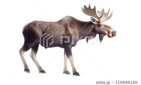 白背景のヘラジカ 白背景のヘラジカ 110986180